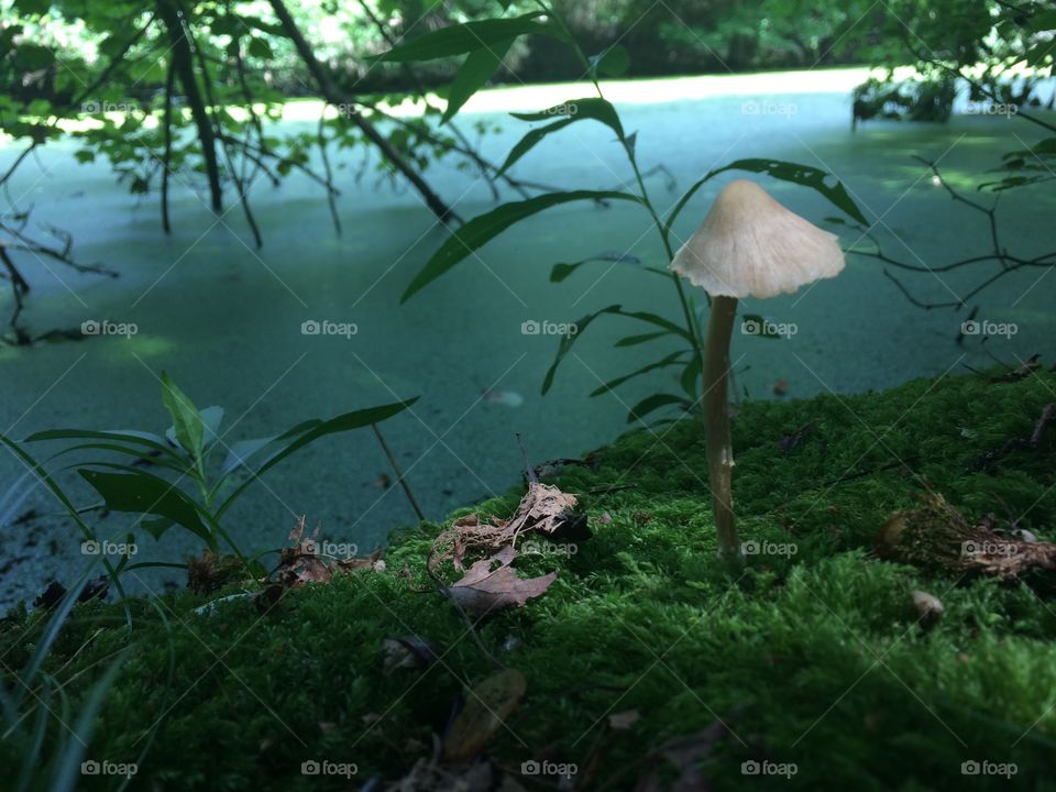 Mushroom on the bank 