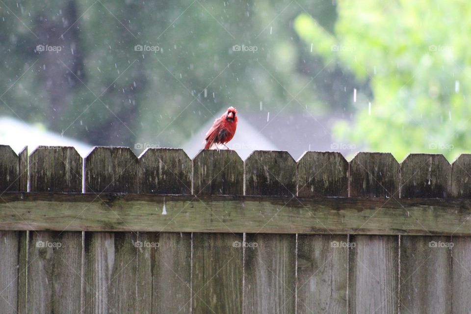 Red cardinal enjoying the rain