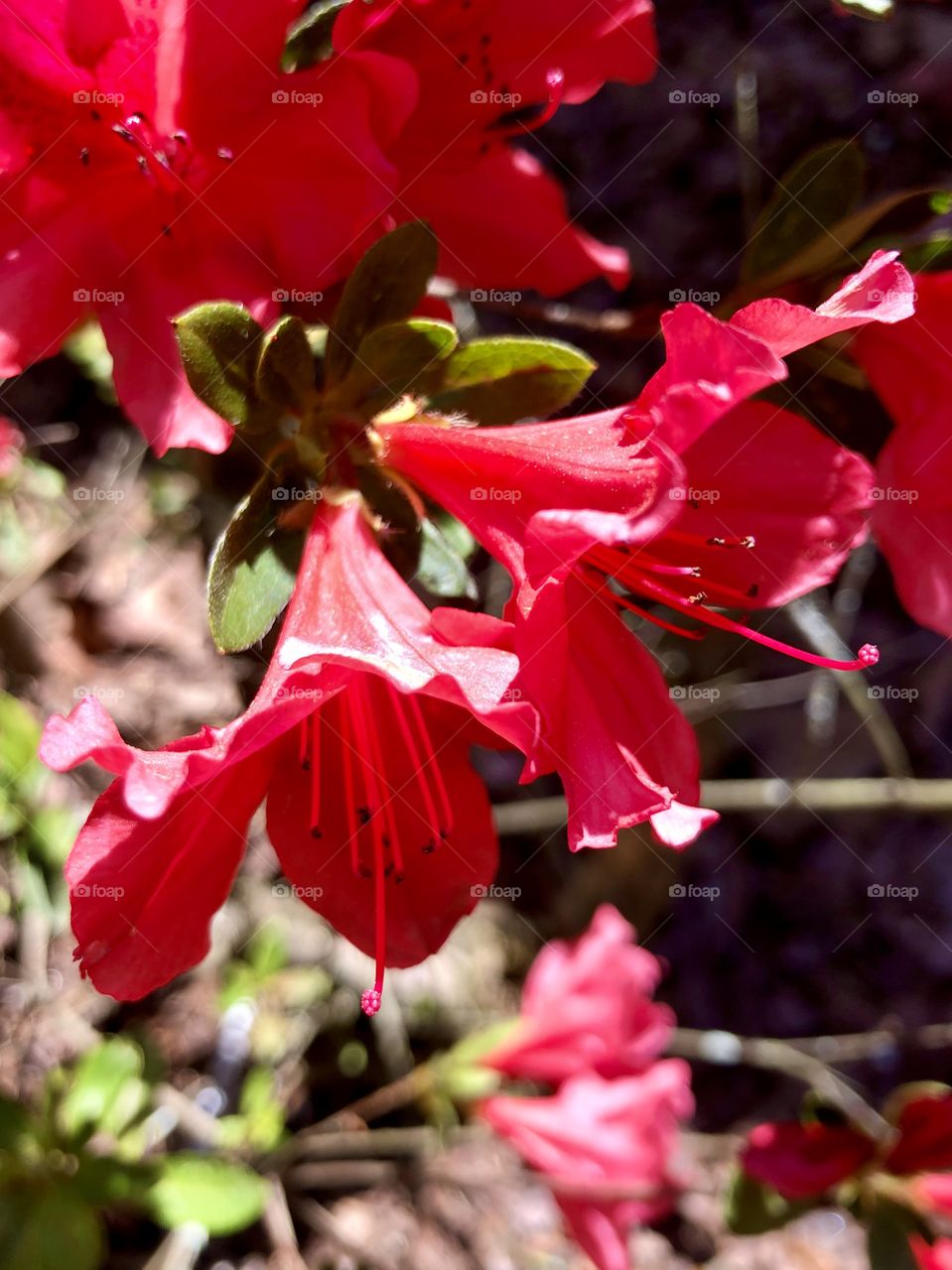Closeup of flowering red azalea bush in bright sunlight 