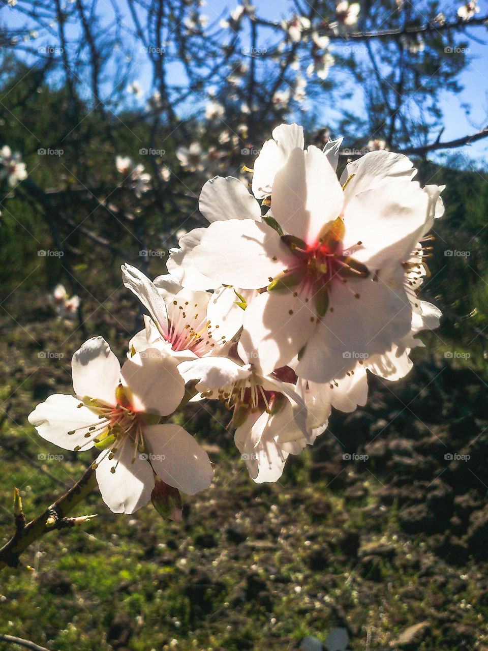 Almond flowers
