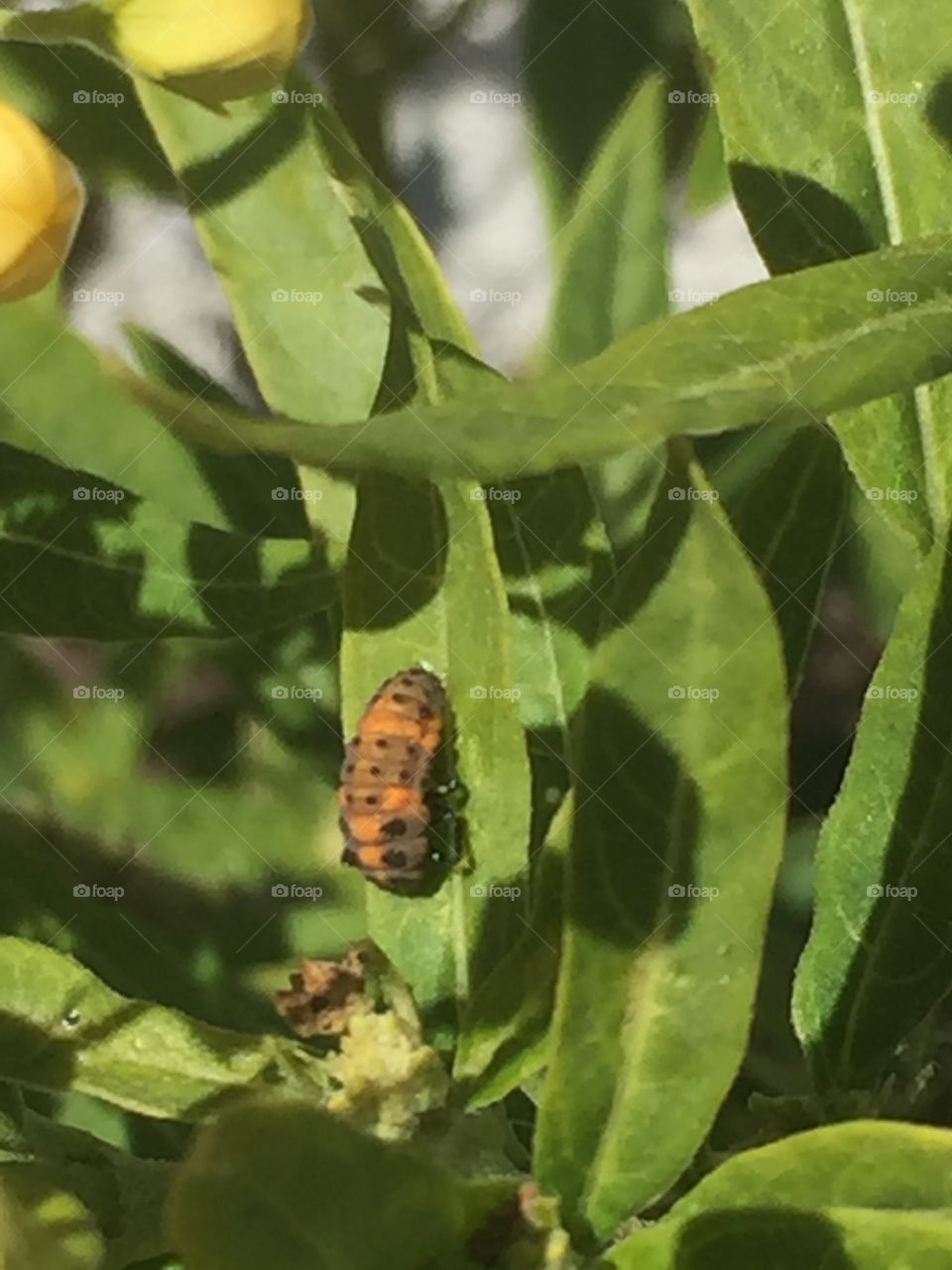 Baby ladybug 