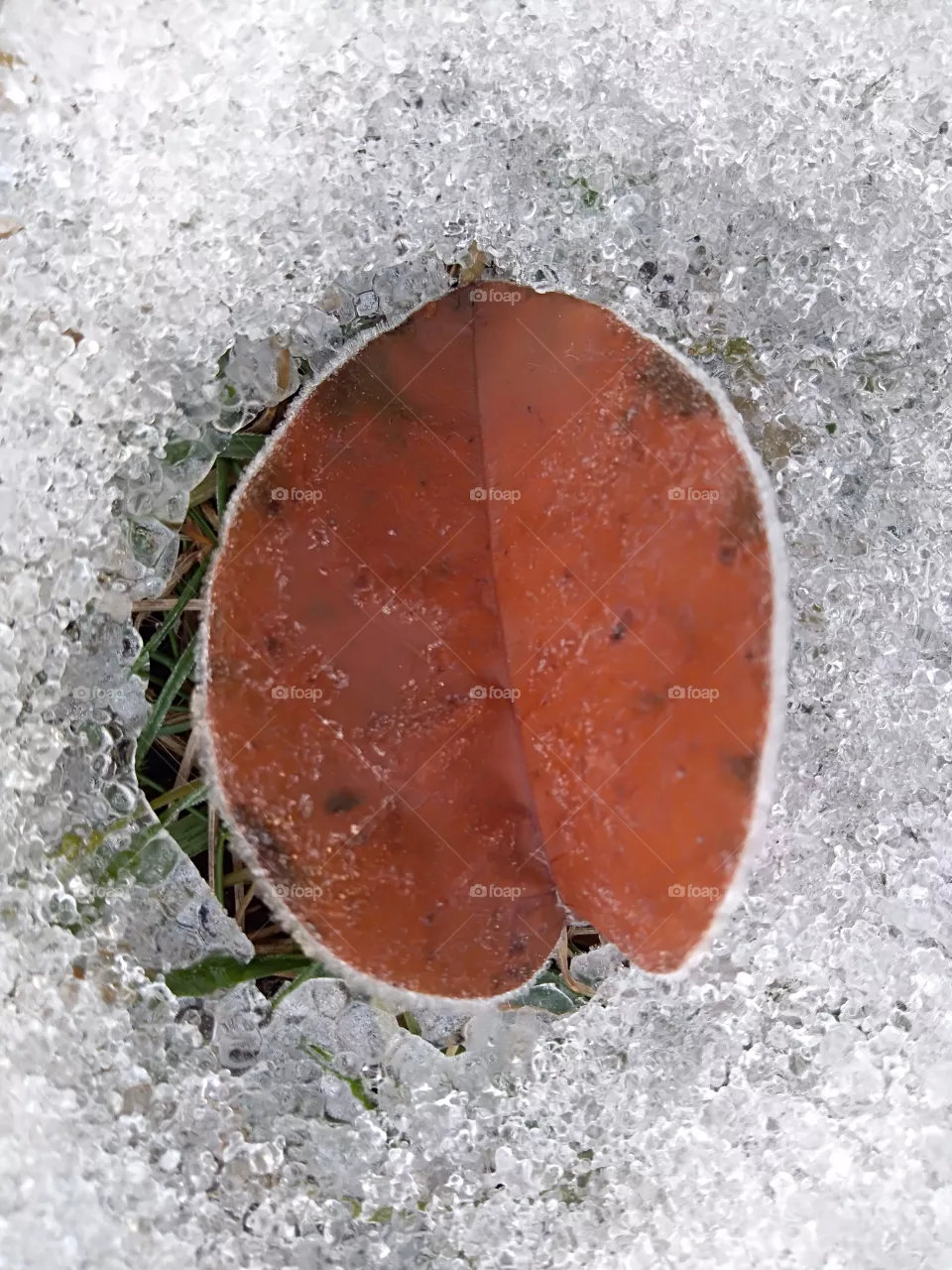 dead leaf
