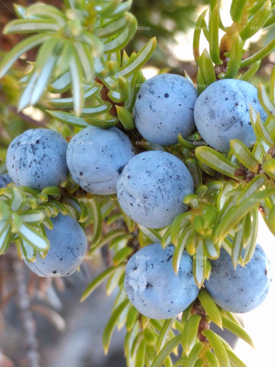 Common Juniper berries (Juniperus communis)