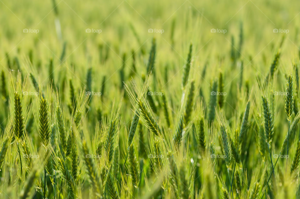 Green wheat field