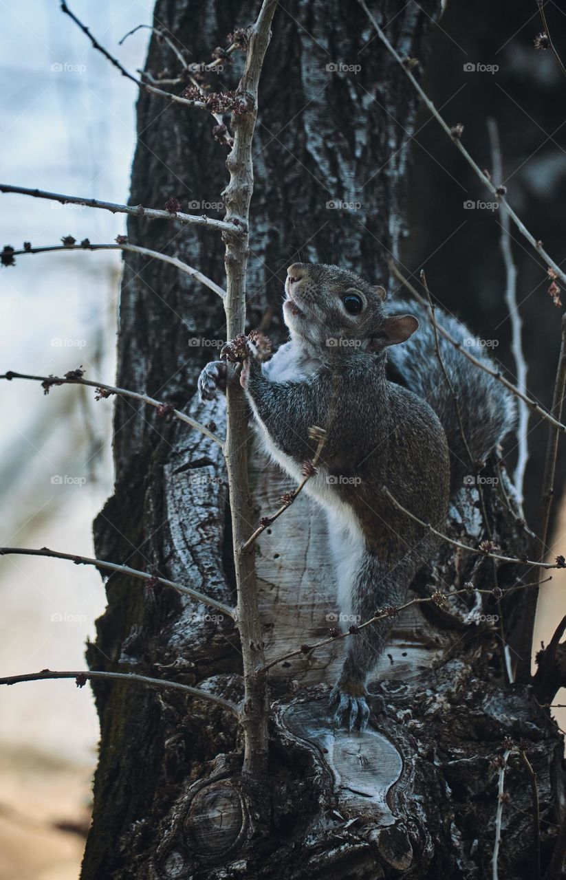 Cute and happy squirrel welcomes the spring