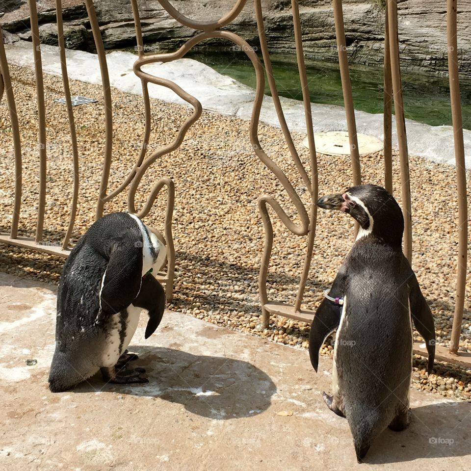 Two penguins standing at the fence at zoo walkthrough area