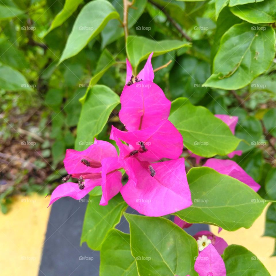 Purple flower on the park