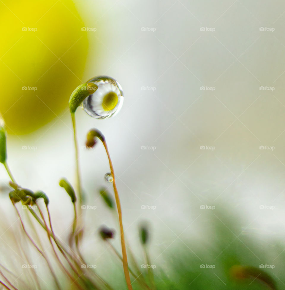 flower in a drop