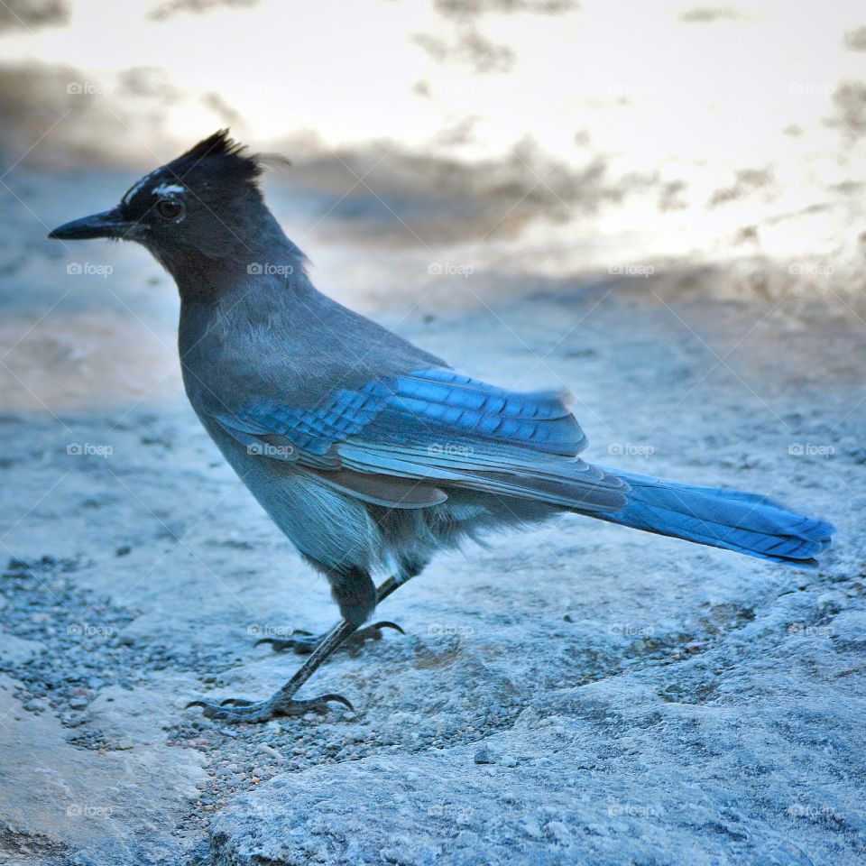Stellar jay profile 