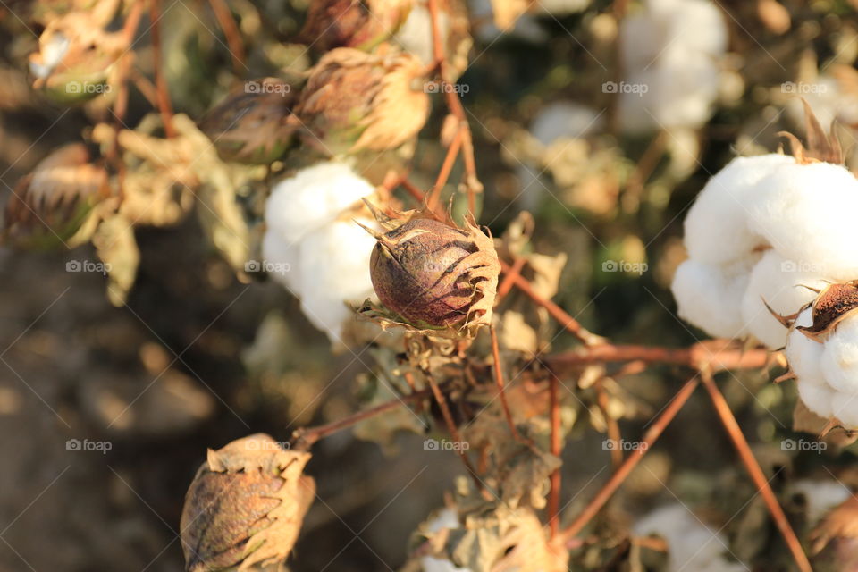 Cotton 