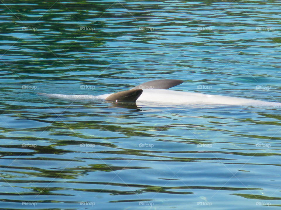 Dolphin swimming in water