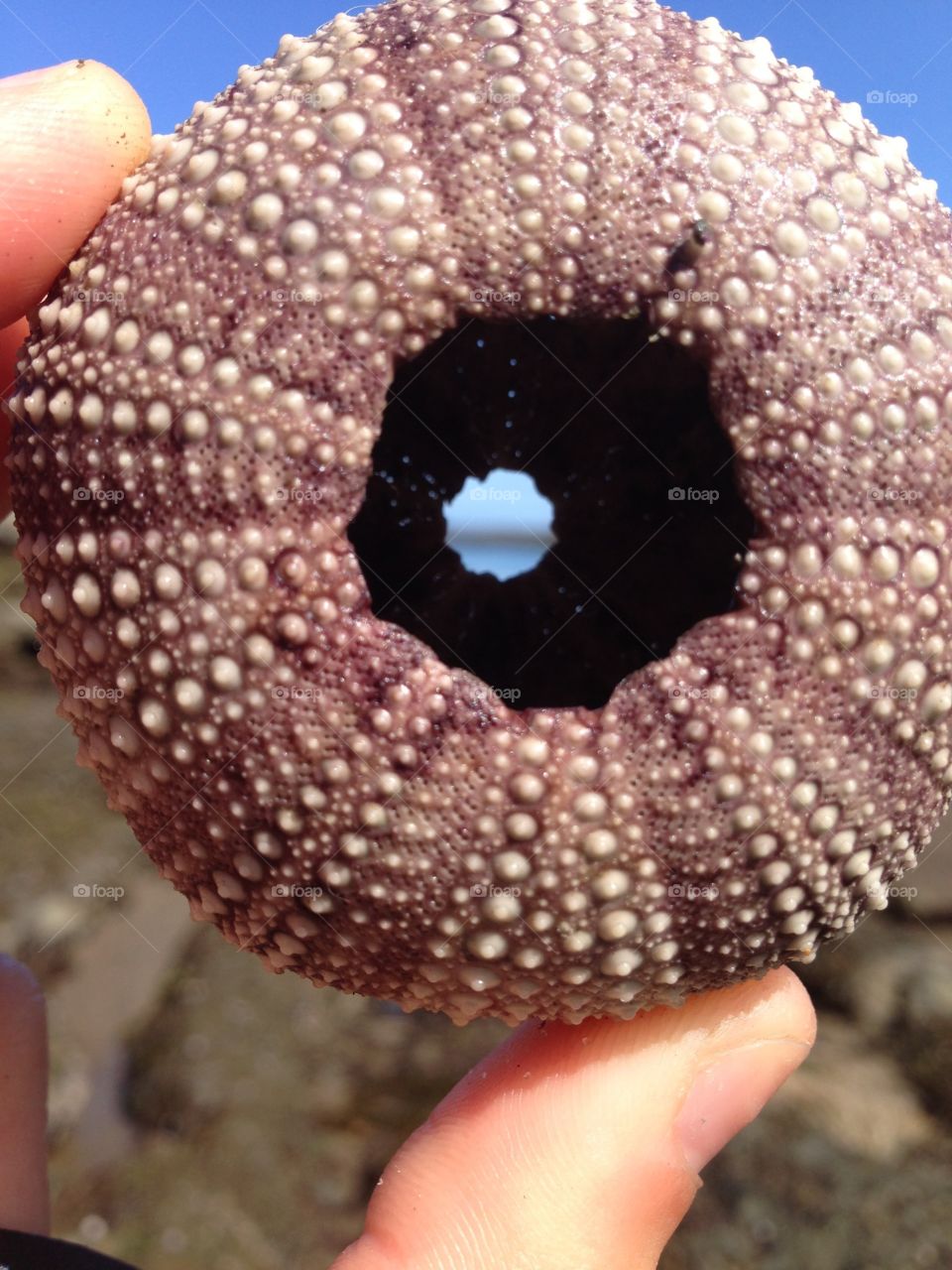 Sea urchin shell