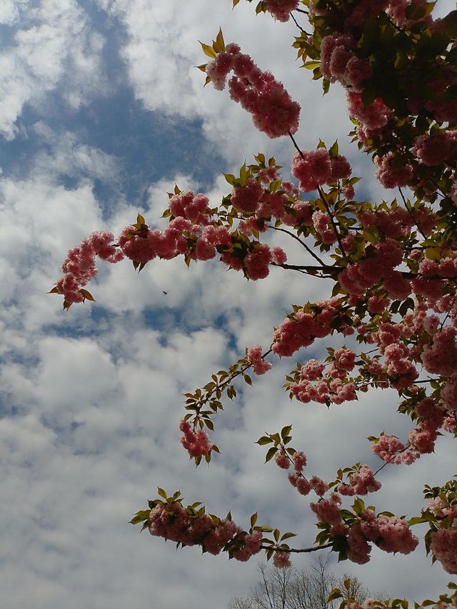 Flowers in the tree