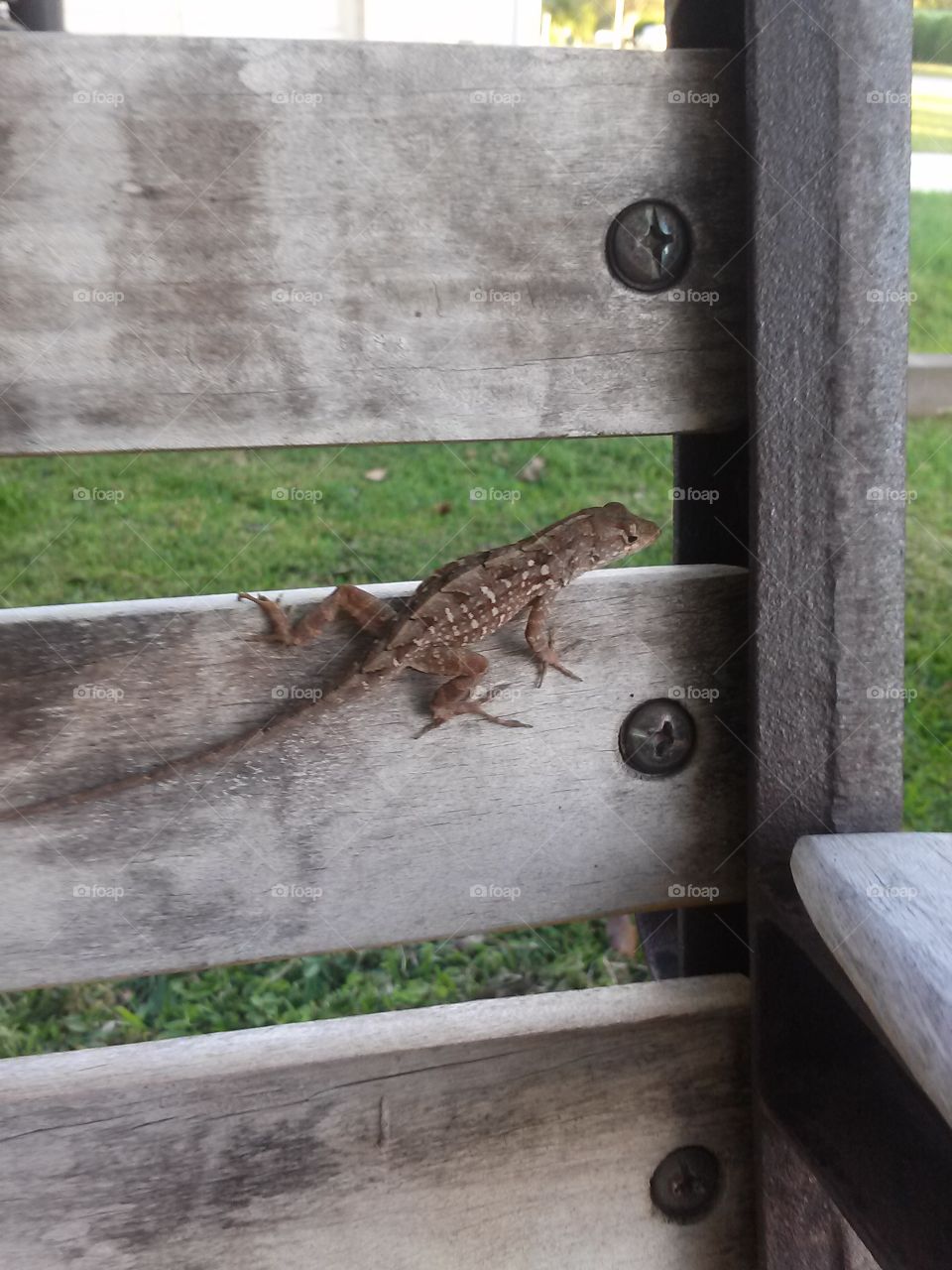 lizard on a parkbench . lizard on a parkbench 
