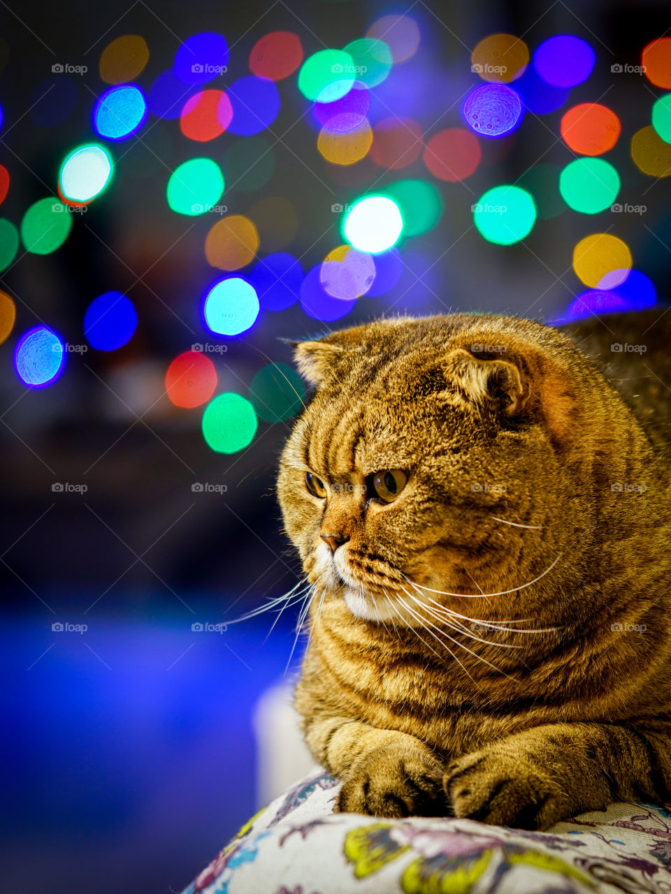 brown stripped scottish fold cat against a colorful blurred background