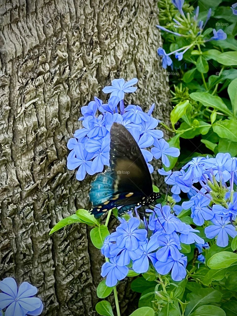Summer vs spring mission. Swallow tail butterfly, flowers, tree trunk. 