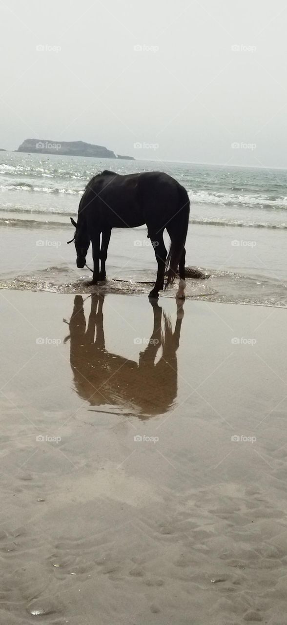 beautiful Black horse and its shadow