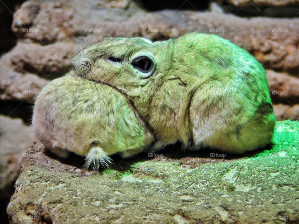 Romantic Gerbils Sleeping