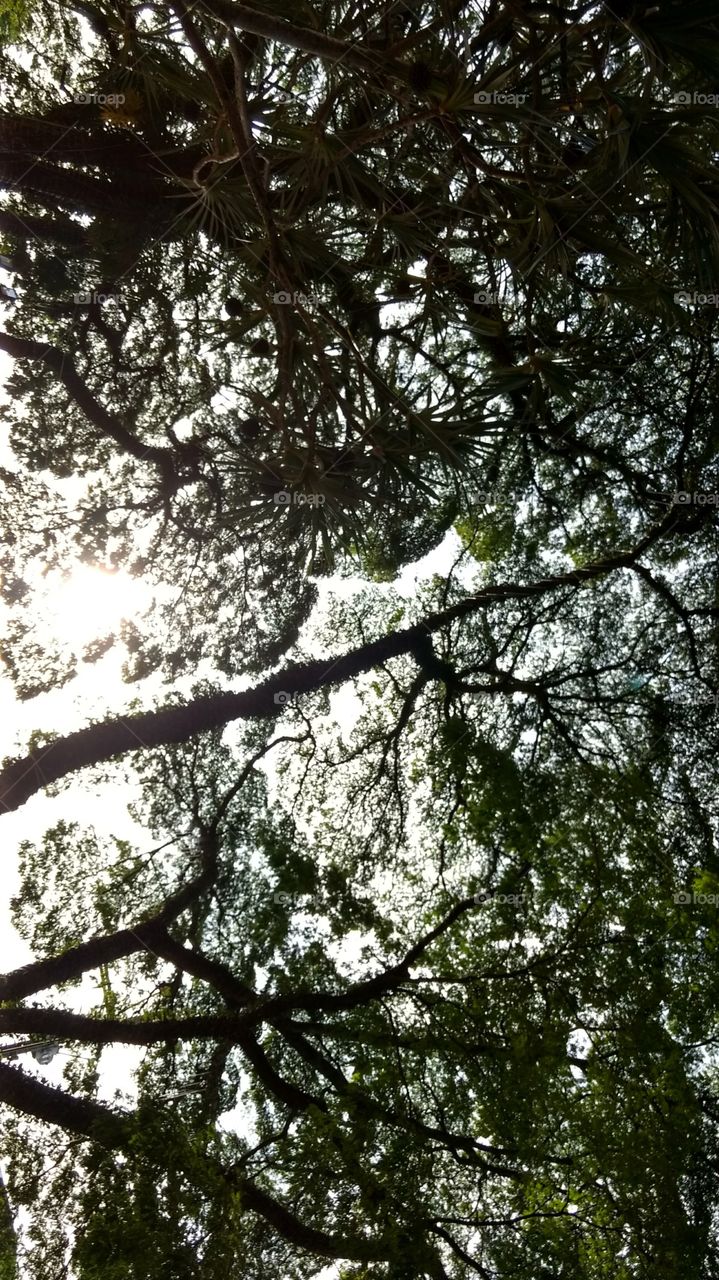 Entre as árvores, o Sol
