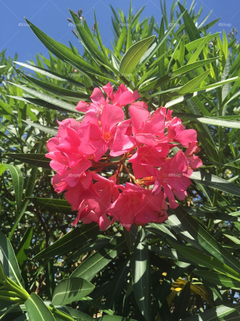 Pink Flowers