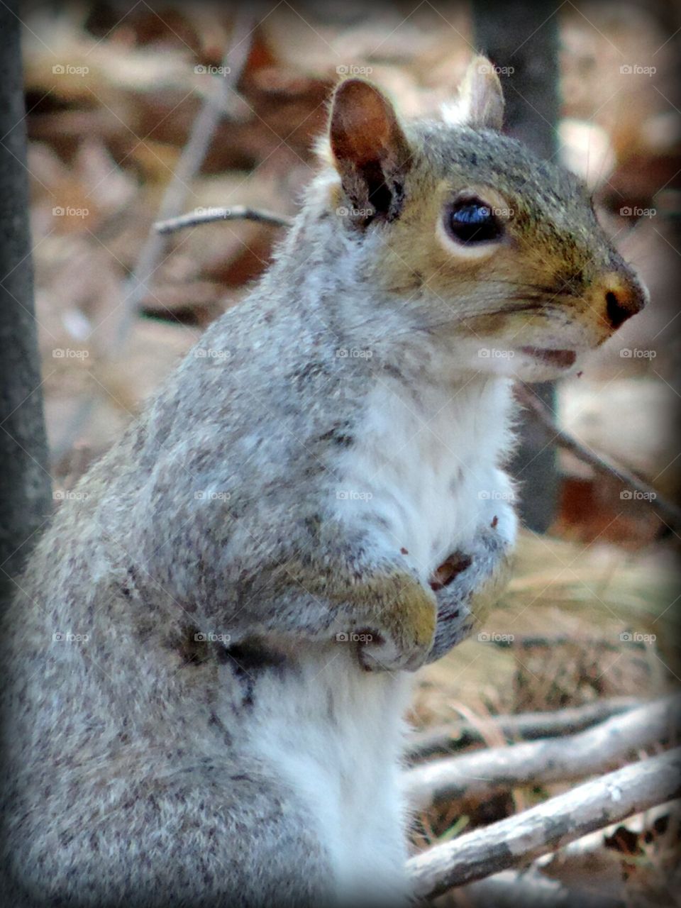 Squirrel. a friend I made in Red Rocks park