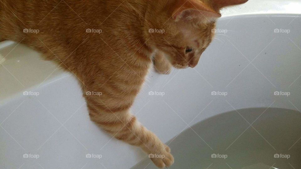 Cat testing bath water.