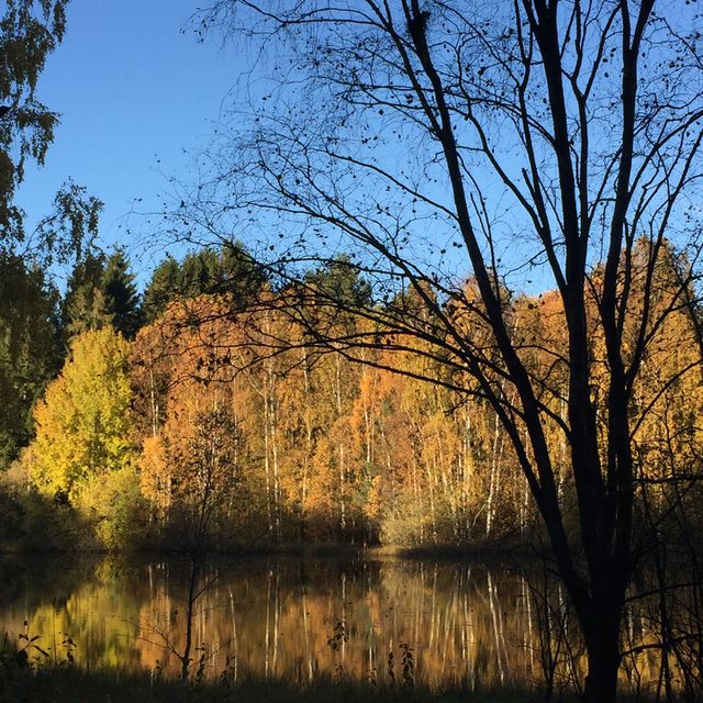 Tree, Fall, Landscape, Wood, No Person