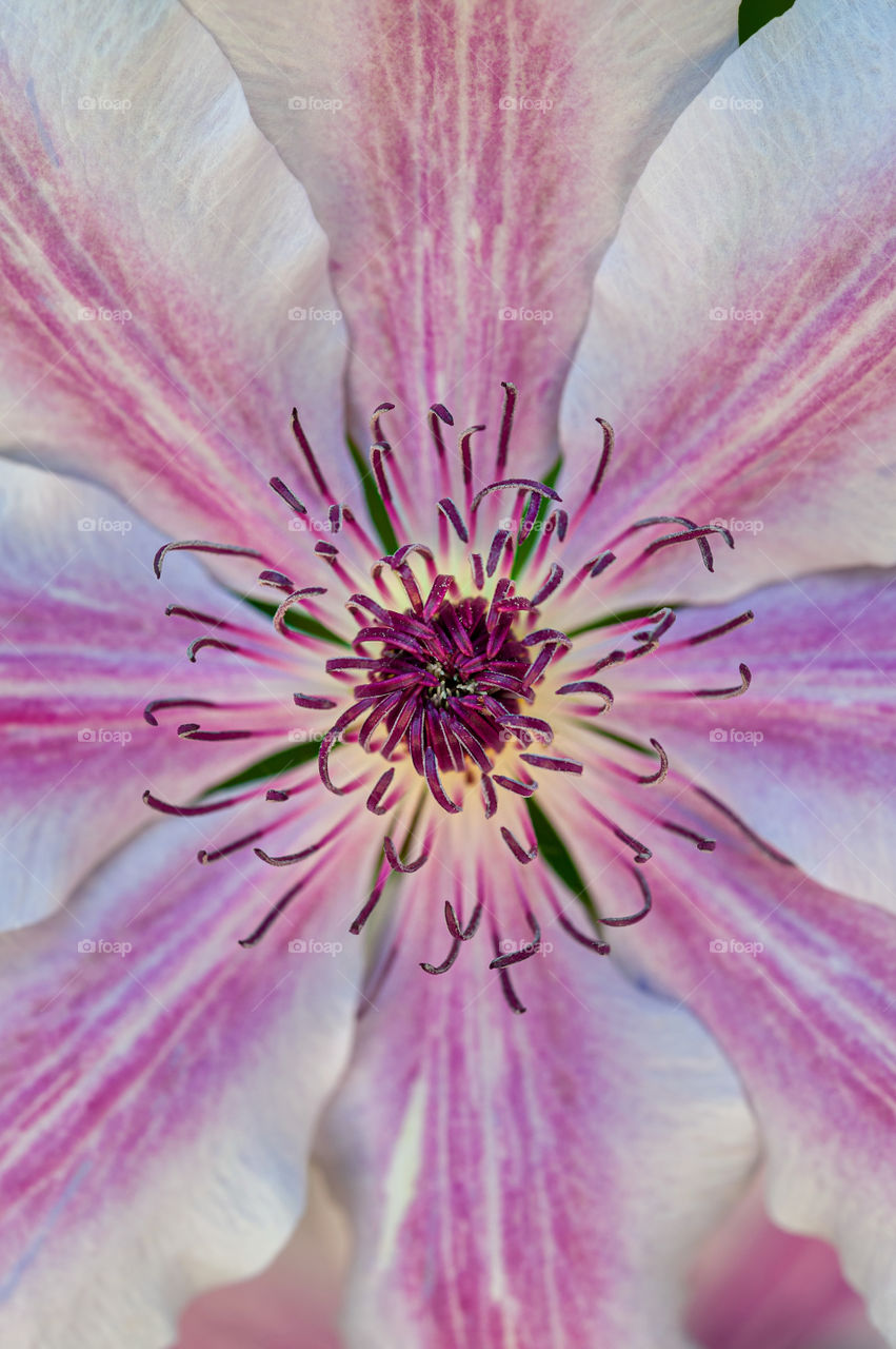 Closeup at pink clematis flower in full bloom with purple finger stamens.