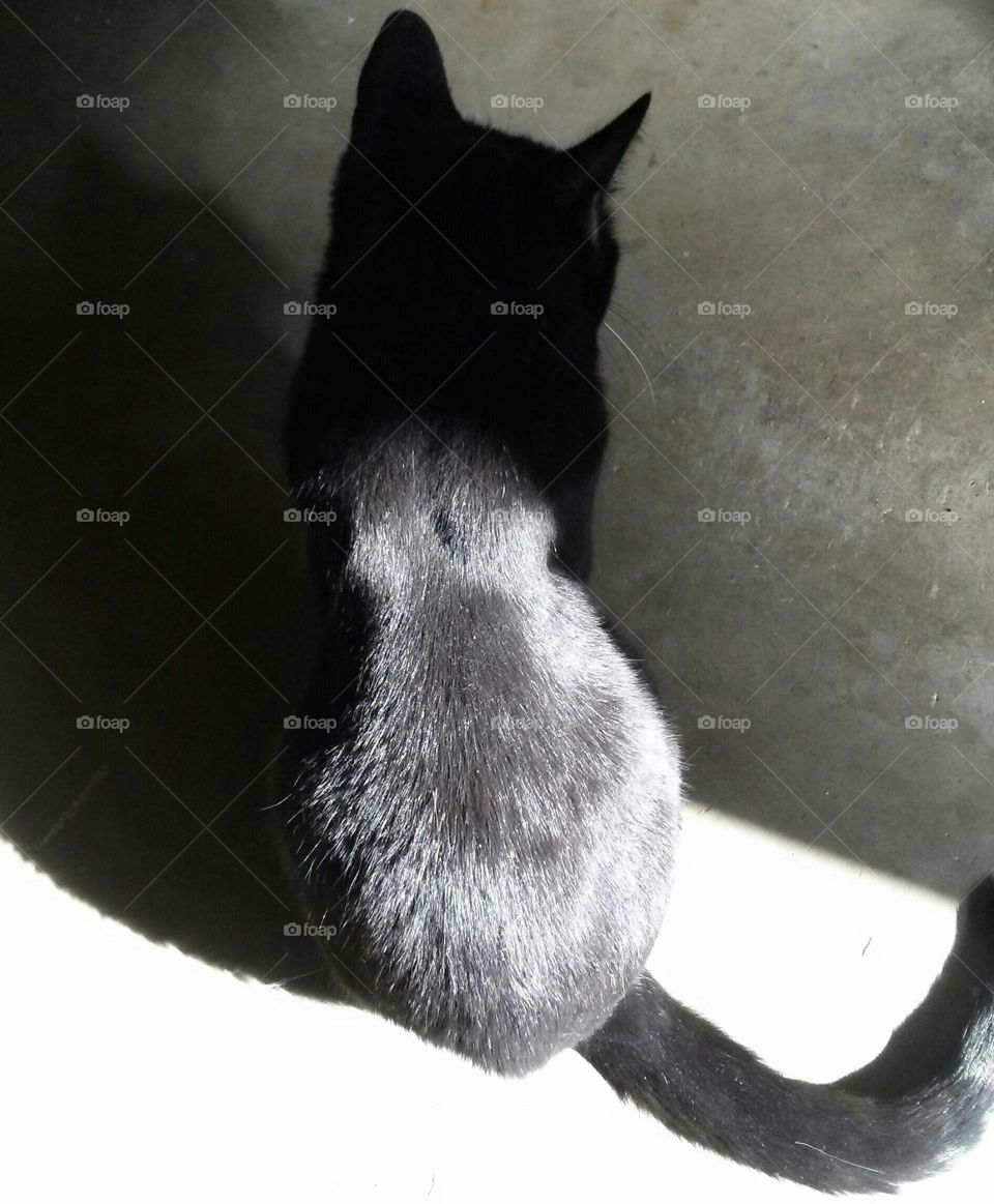 Light and shadow cat