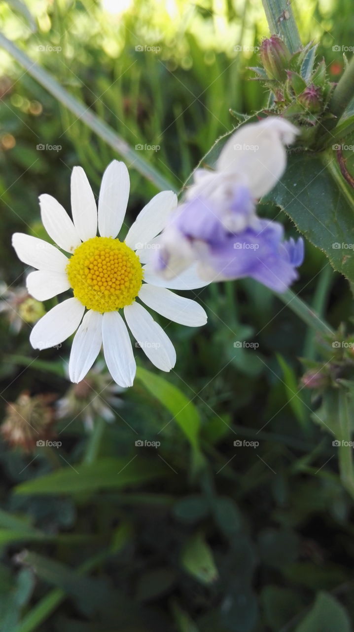 flover camomile