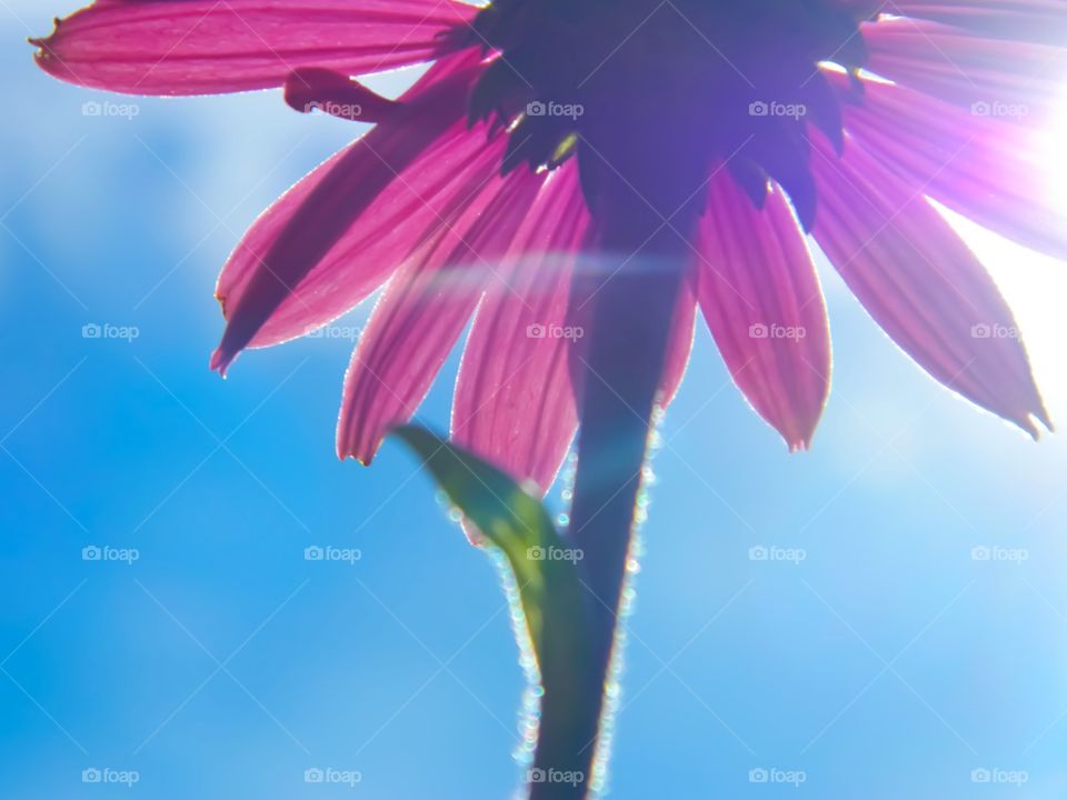 Flower and sky