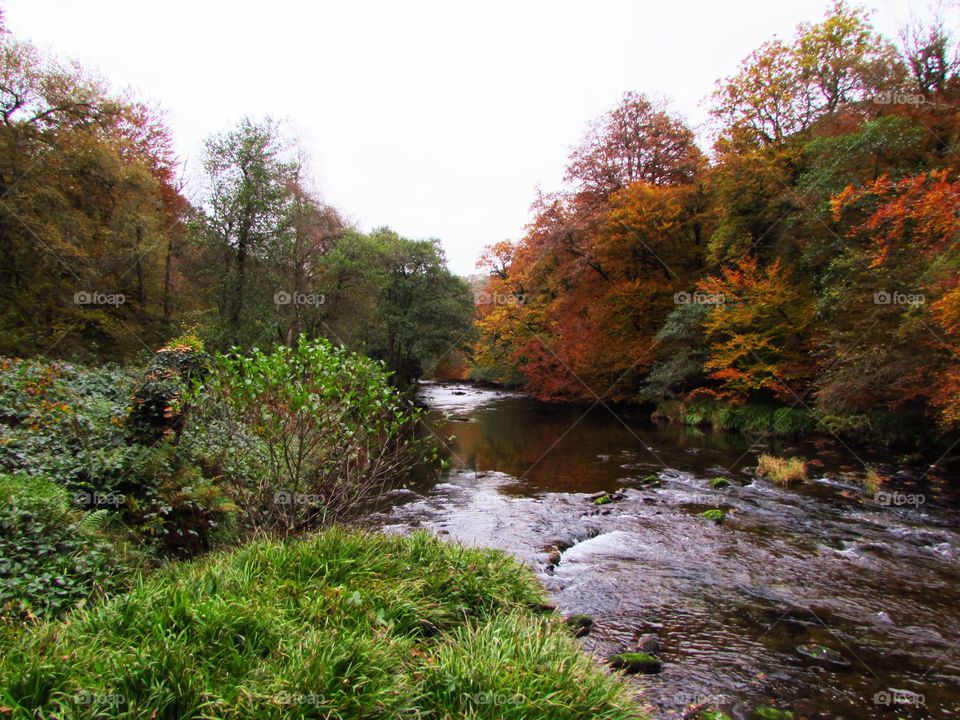 View of river with trees in autumn