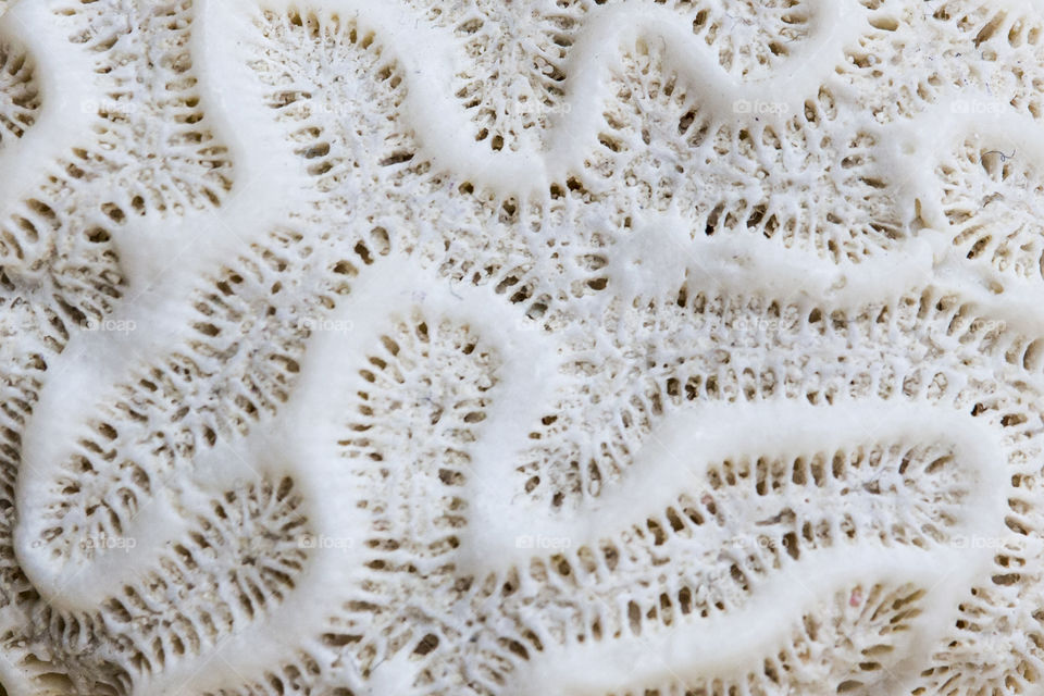 White coral surface close-up