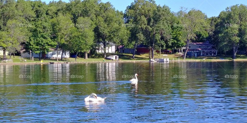 Swans on a summer morning
