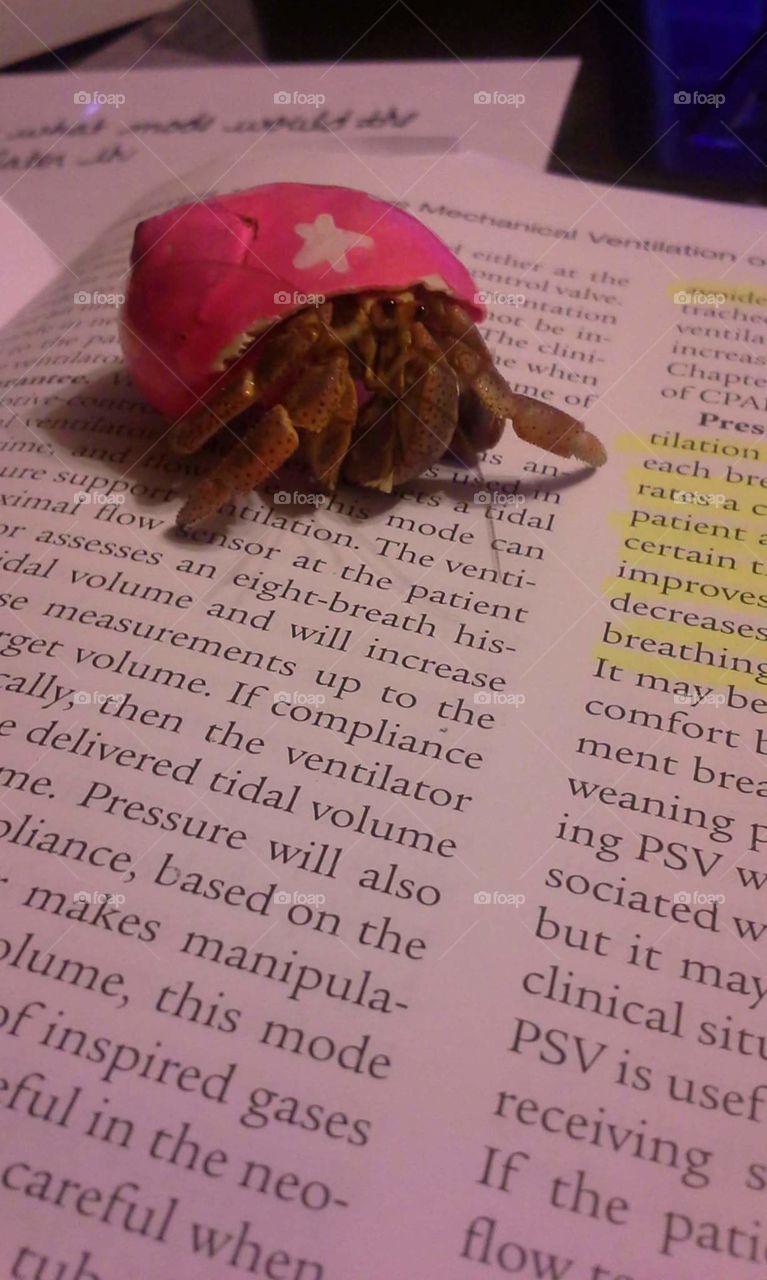 Hermit Crabs Love to Study Too