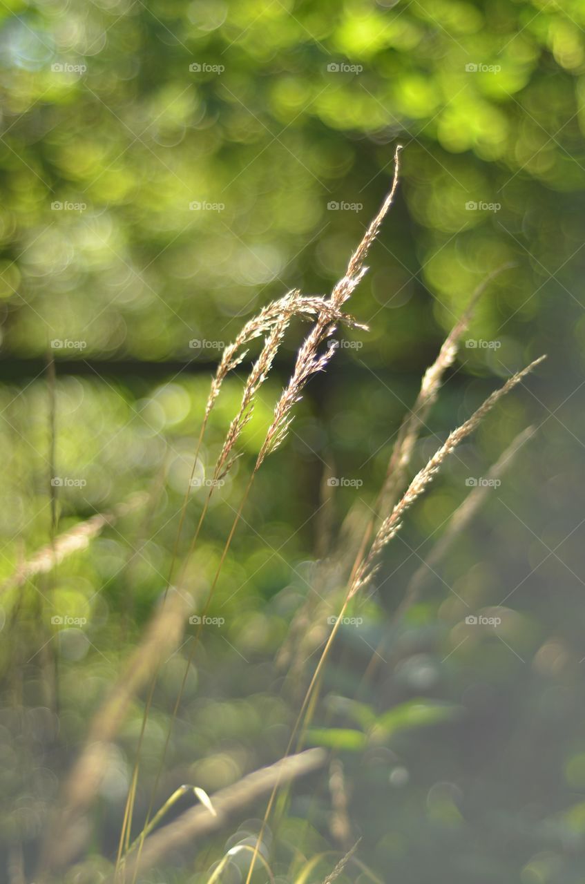 Grass in the evening light.