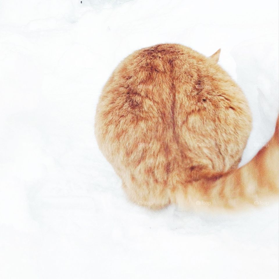 red cat playing in snow