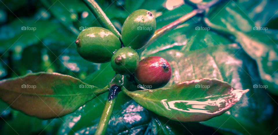 natural coffee seeds with red one in rainy days