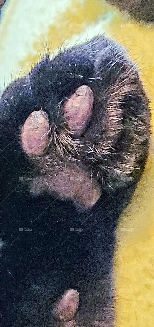 Black cats' front paw pads. Sleeping cat foot, each pad & hairs visible. Close up pic of paw pads on one cat foot.