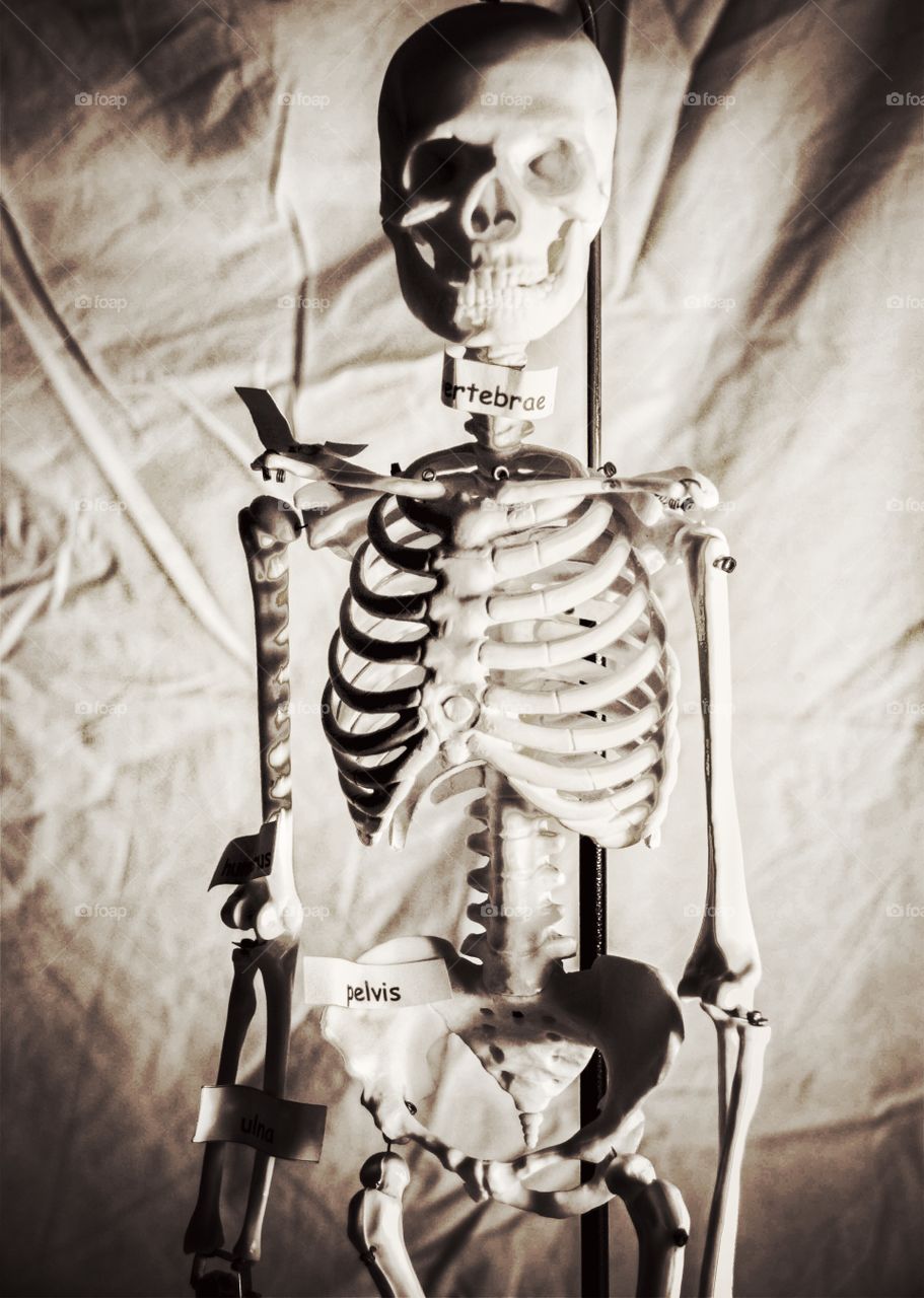 Bones. Skeleton