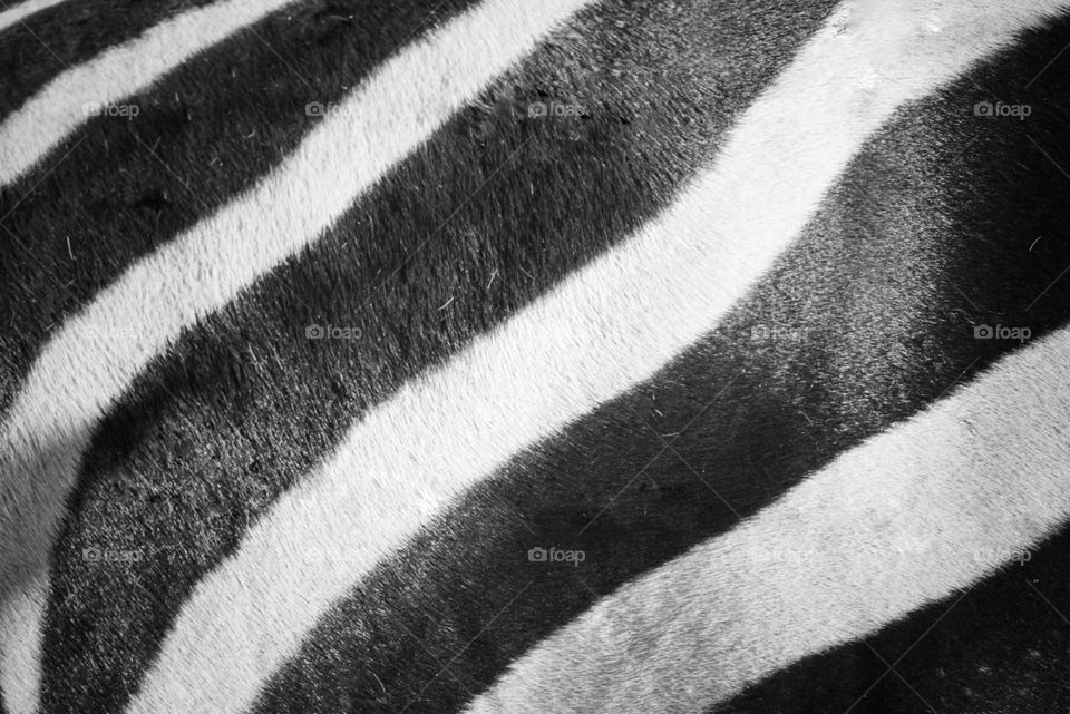 zebra stripes