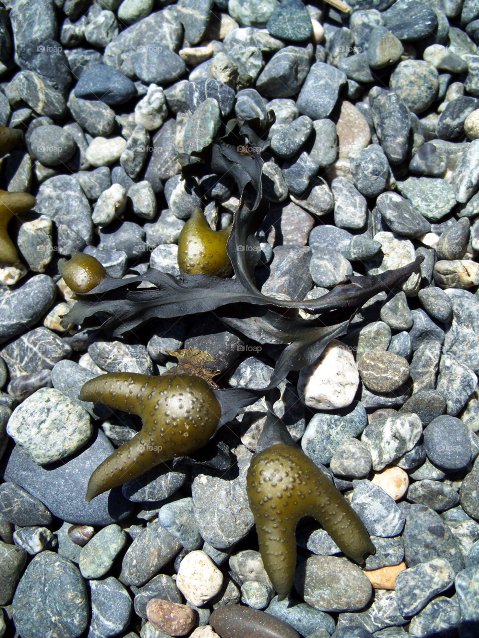 beach vacation pebbles kelp by kenglund