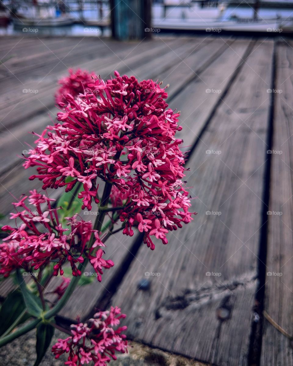 Flower at the docks