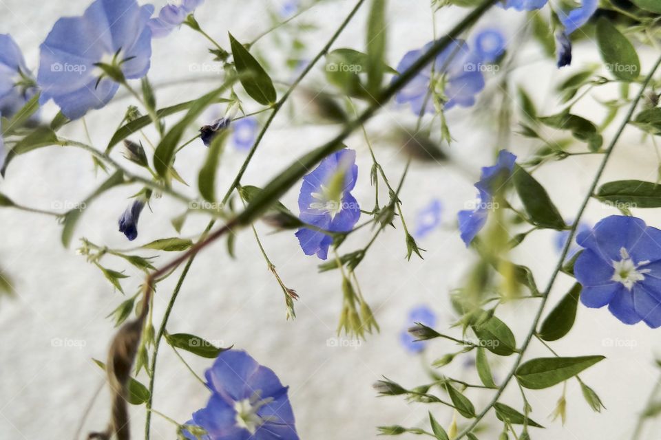 Lovely little flowers 