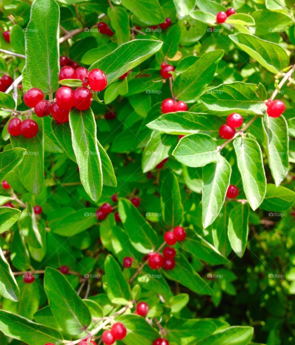 Colorful Berries