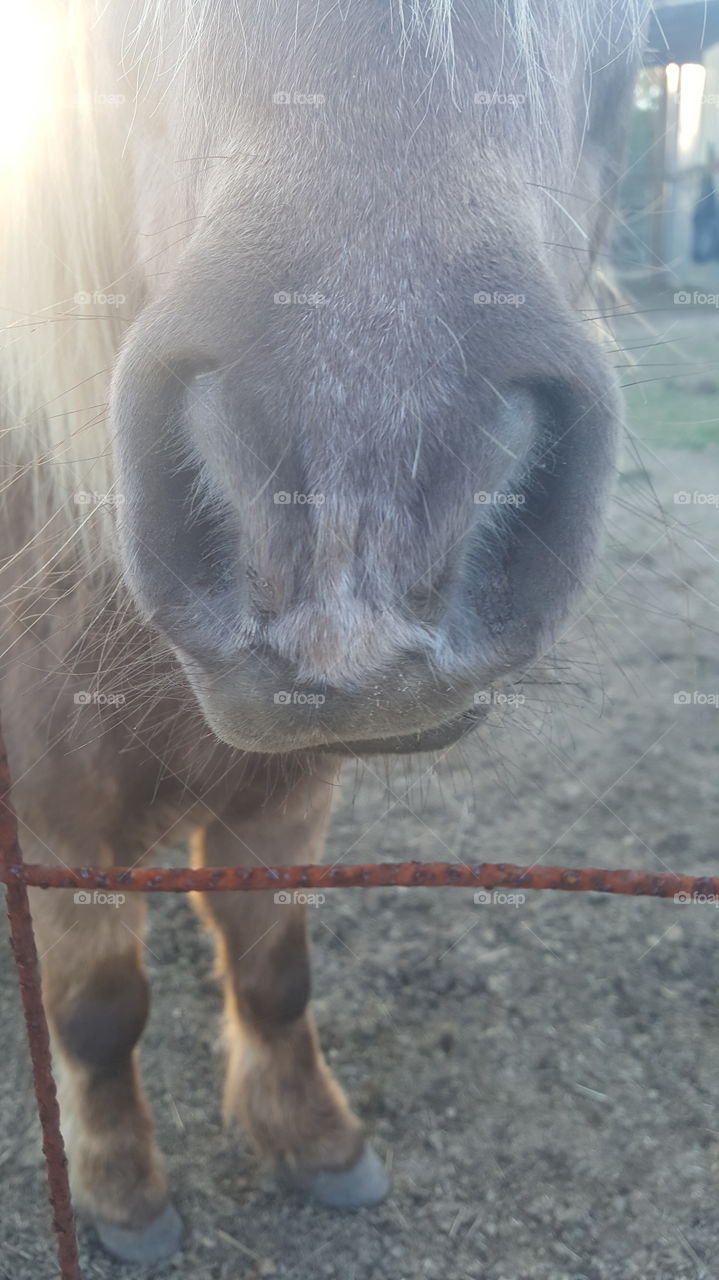 mini horse nose