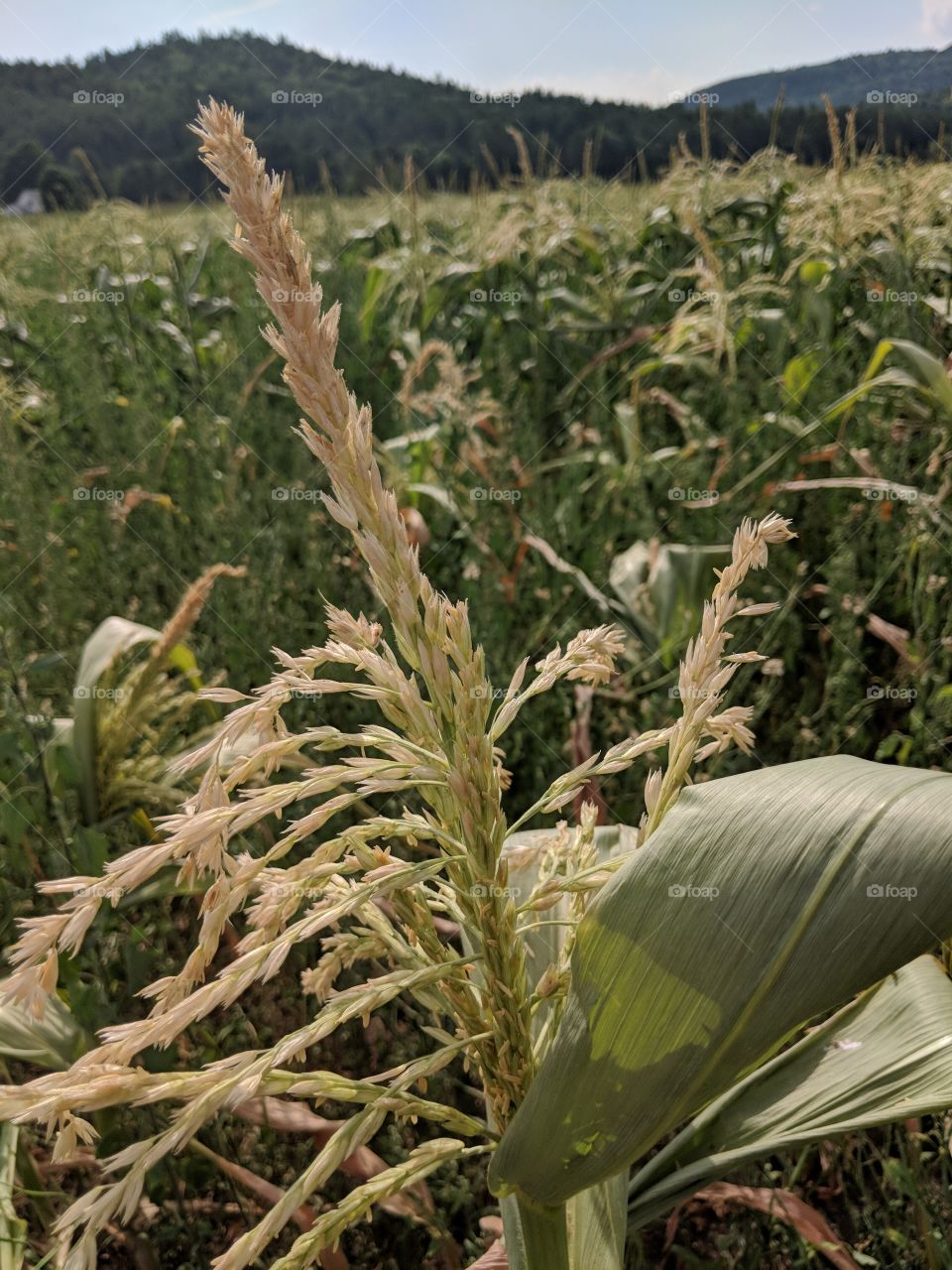 corn tassels