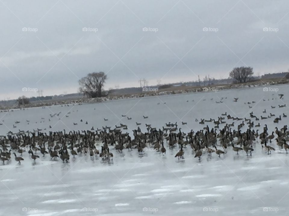 Ducks in winter migration