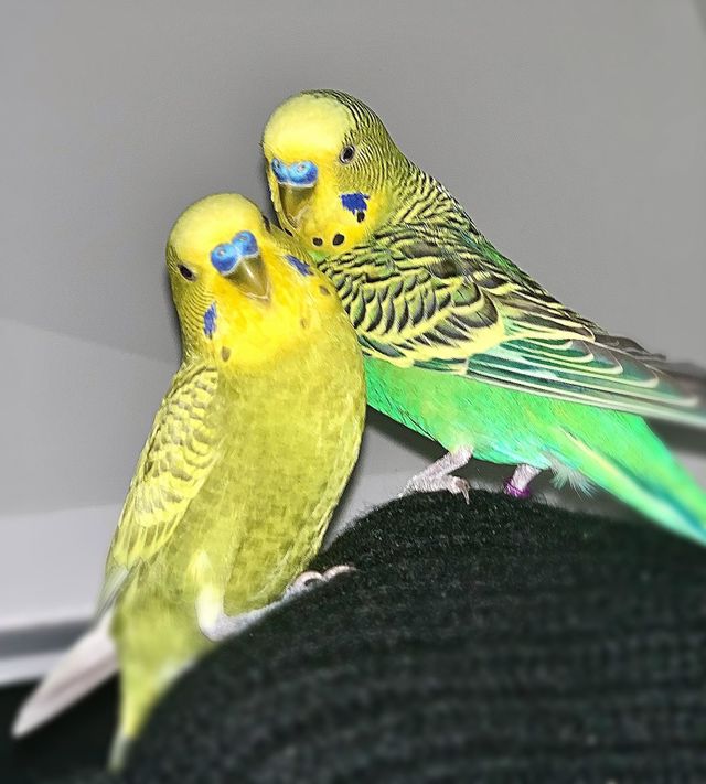 My loved parrots 🦜 