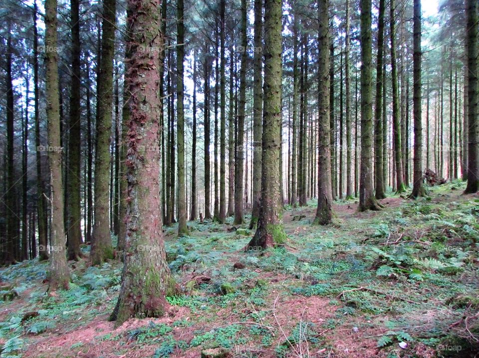 Scenic view of tree trunk